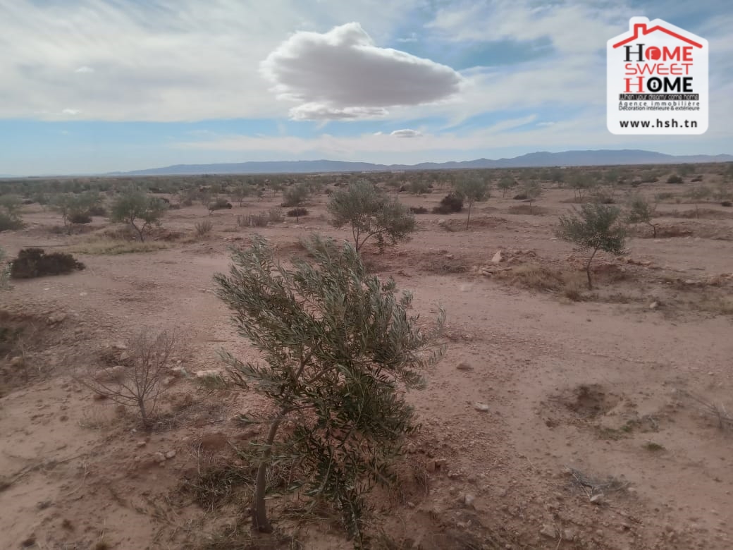 Sidi Aich Sidi Aich Terrain Terrain nu Terrain agricole adan  sidi aich
