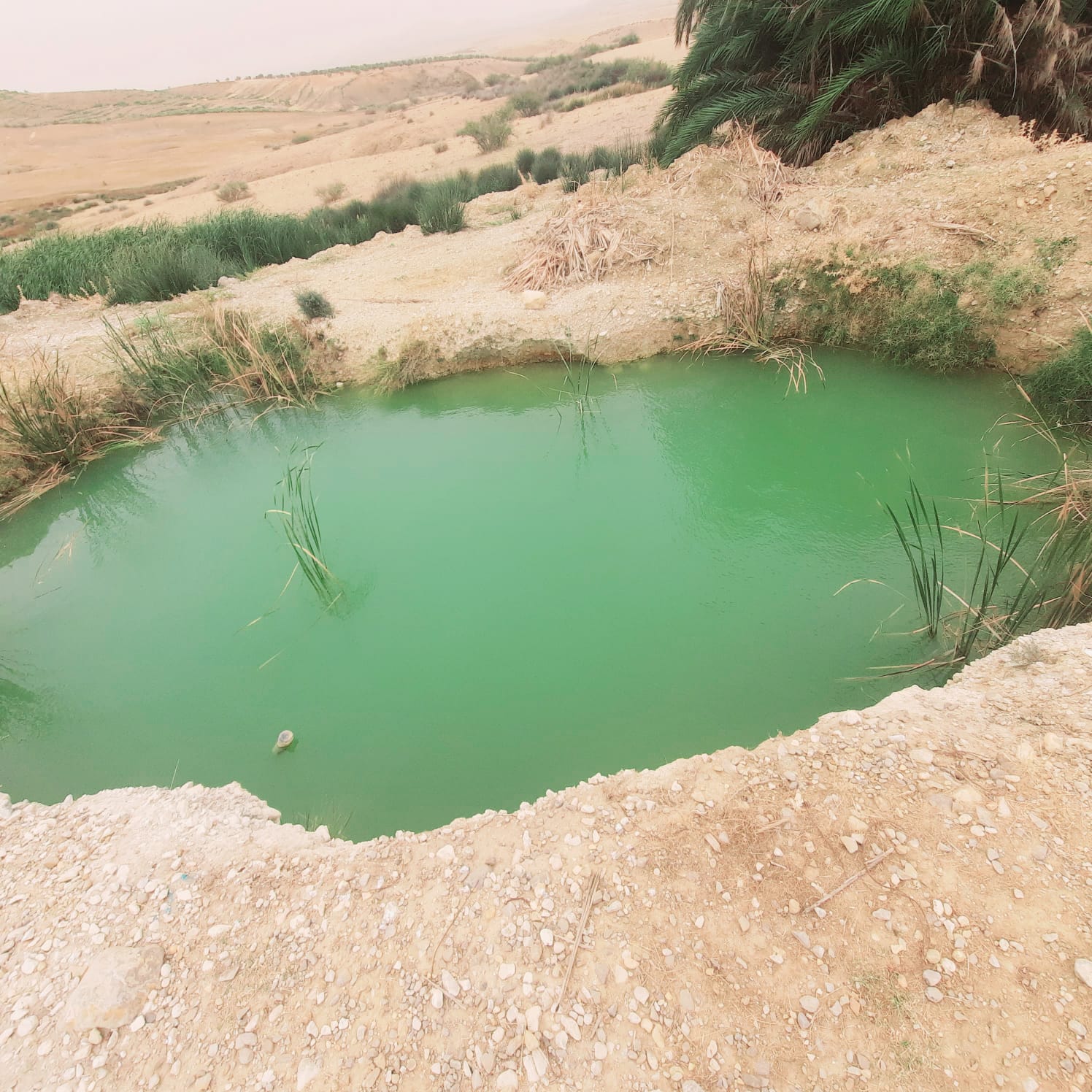 Kairouan Sud Kairouan Terrain Terrain agricole 200 hectares kairouan