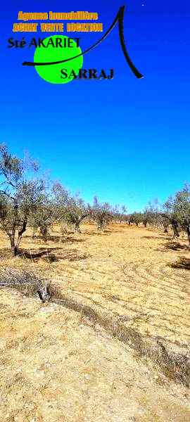 Sidi Bou Ali Sidi Bou Ali Terrain Terrain agricole Deux terrains 2000m et 2528m prs mall of sousse