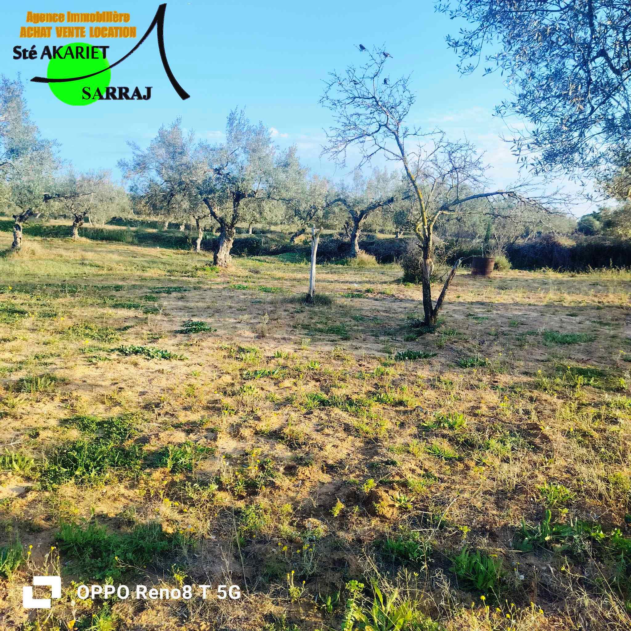 Akouda Chatt Meriem Terrain Terrain agricole Terrain 1324m plant 12 arbres d'oliviers  fokaia