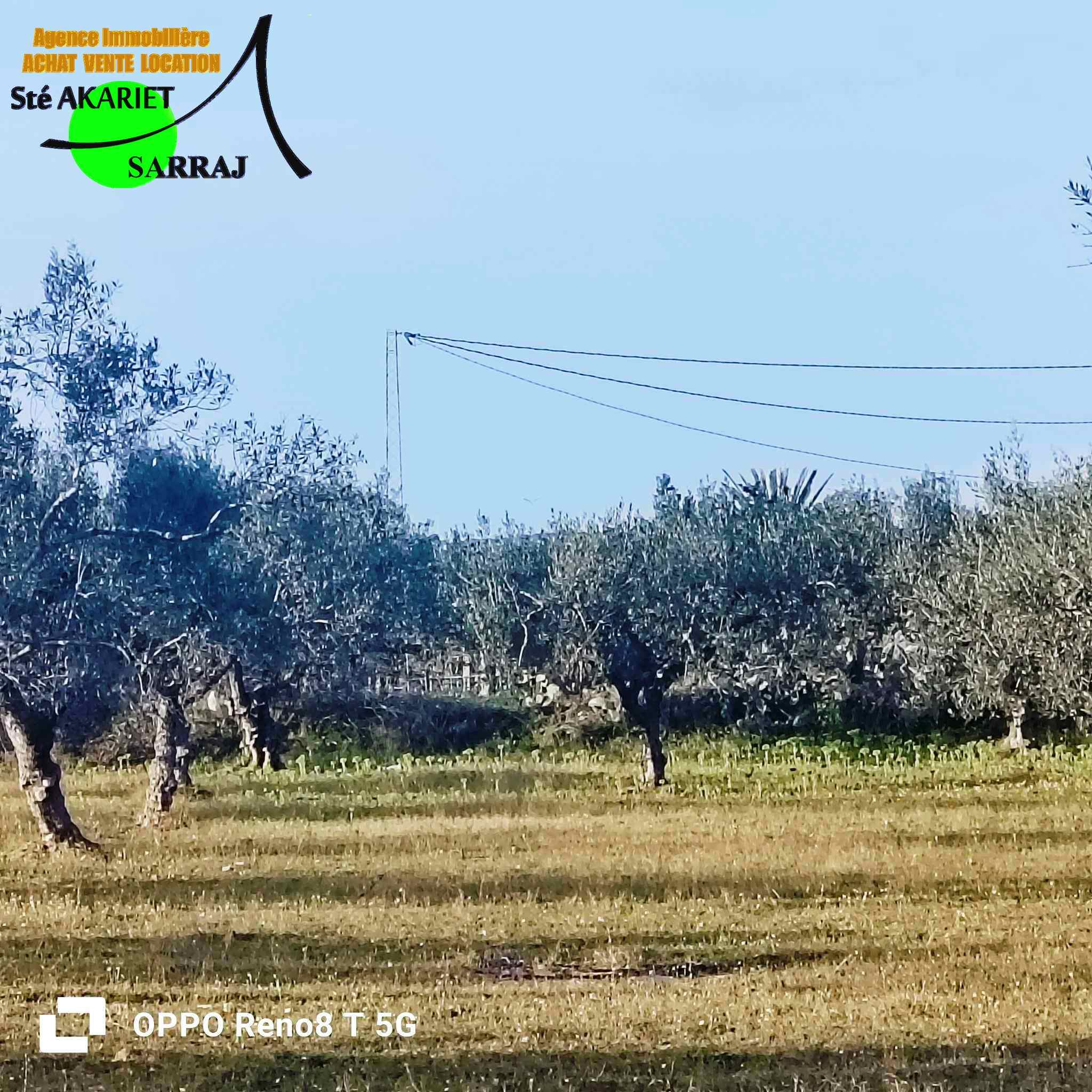 Akouda Chatt Meriem Terrain Terrain agricole Terrain 1324m plant 12 arbres d'oliviers  fokaia