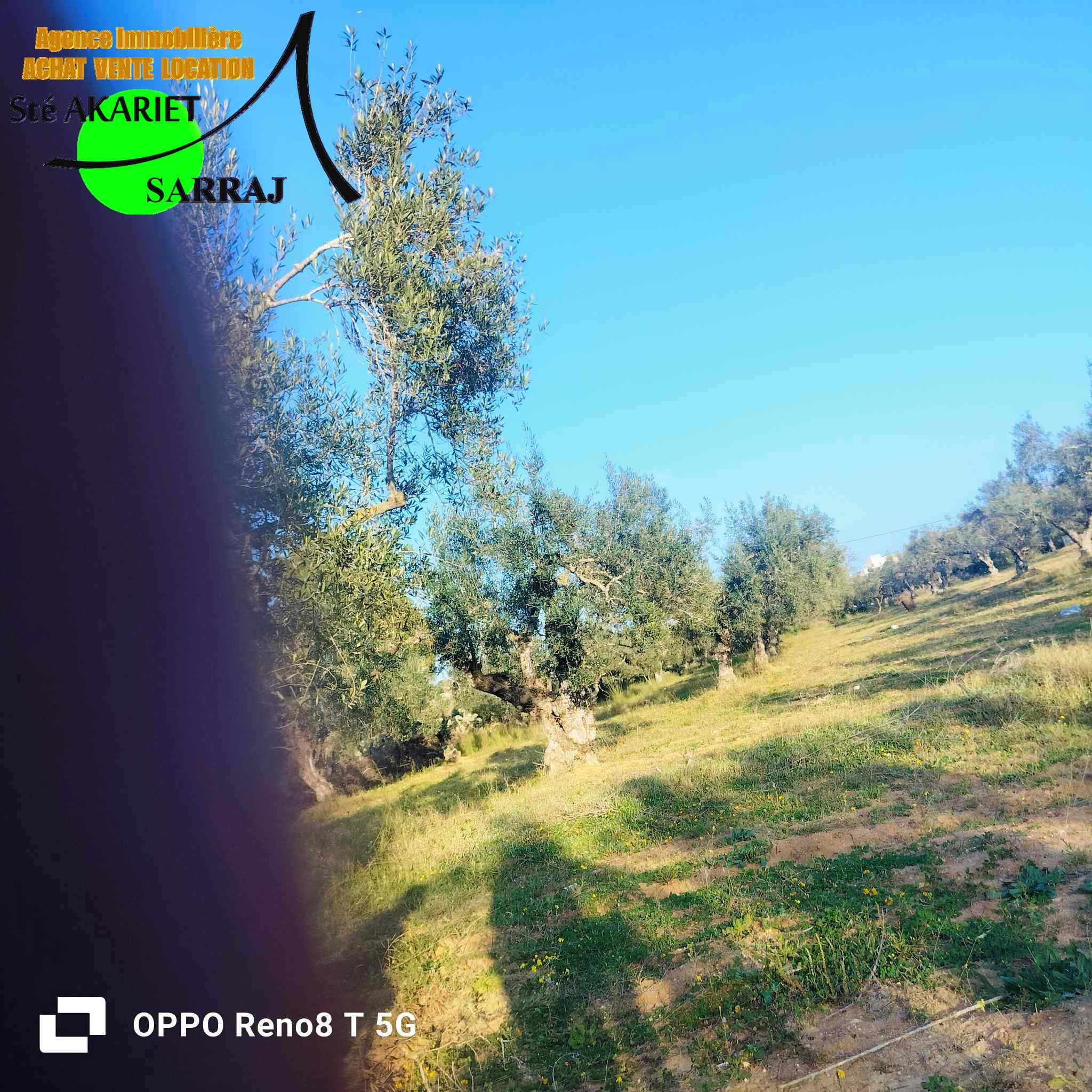 Akouda Chatt Meriem Terrain Terrain agricole Terrain 1324m plant 12 arbres d'oliviers  fokaia