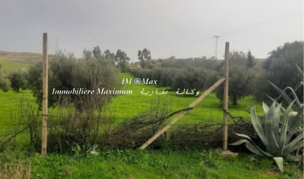 Borj El Amri Borj El Amri Terrain Terrain agricole Senia 3 h sur route goudronne  borj el amri