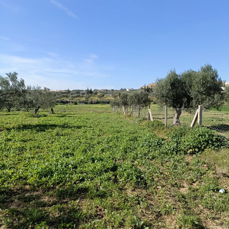 Hammamet Hammamet Terrain Terrain nu Av terrain 1680m  monchar
