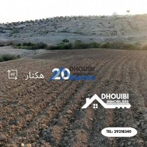 Kairouan Nord Cite Okba Vente Surfaces Terrain agricole 20 hectares   ref179a
