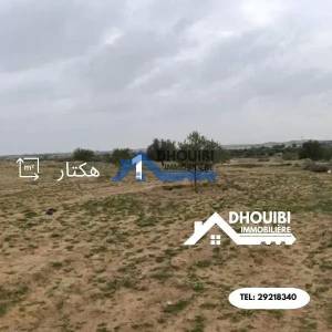Kairouan Nord Cite Okba Vente Surfaces Terrain agricole a  sbikha ref157a