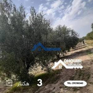 Kairouan Nord Cite Okba Vente Surfaces Terrain agricole 3 hectar a  a ref156a