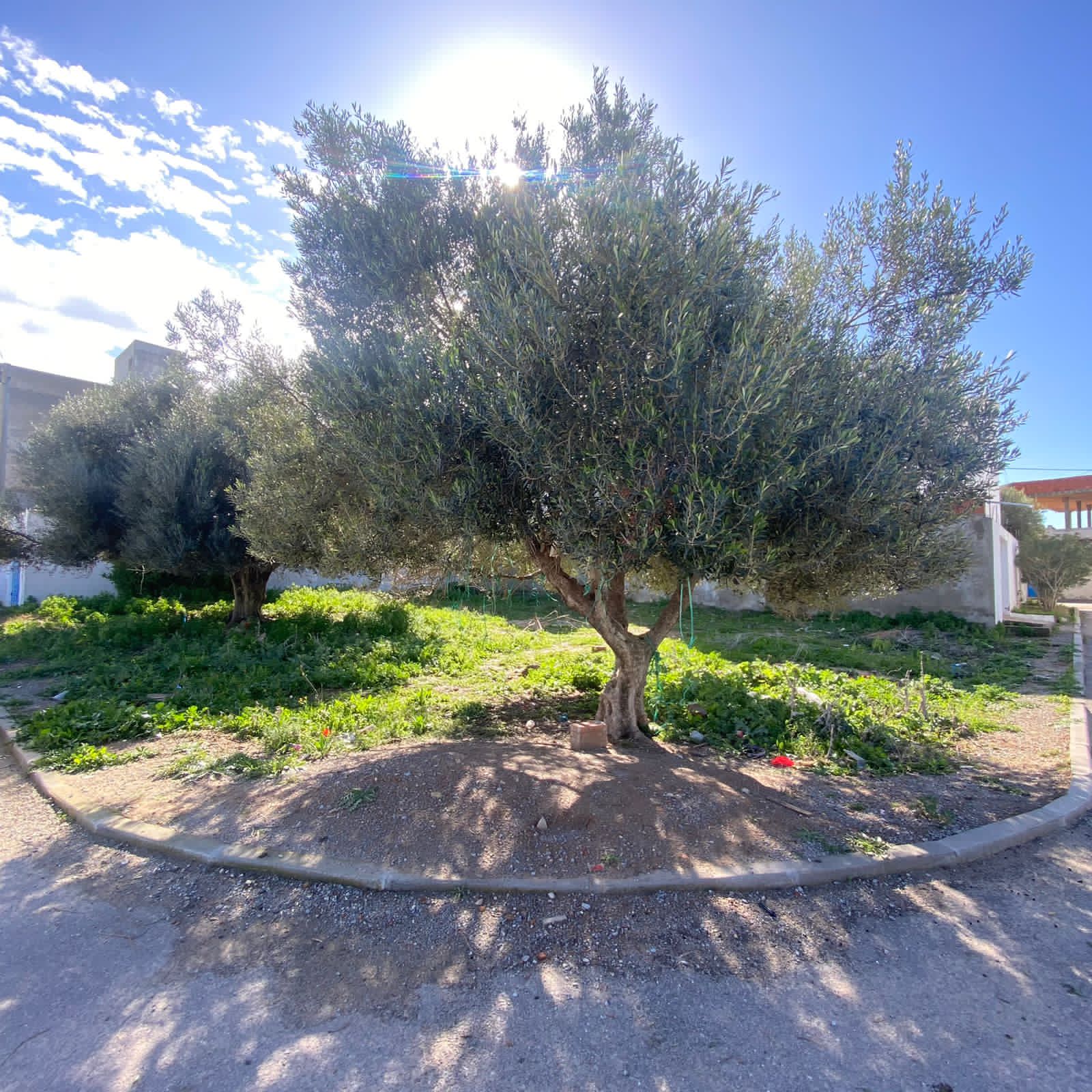 Hammamet Barraket Essahel Terrain Terrain nu Terrain  hammamet opportunit