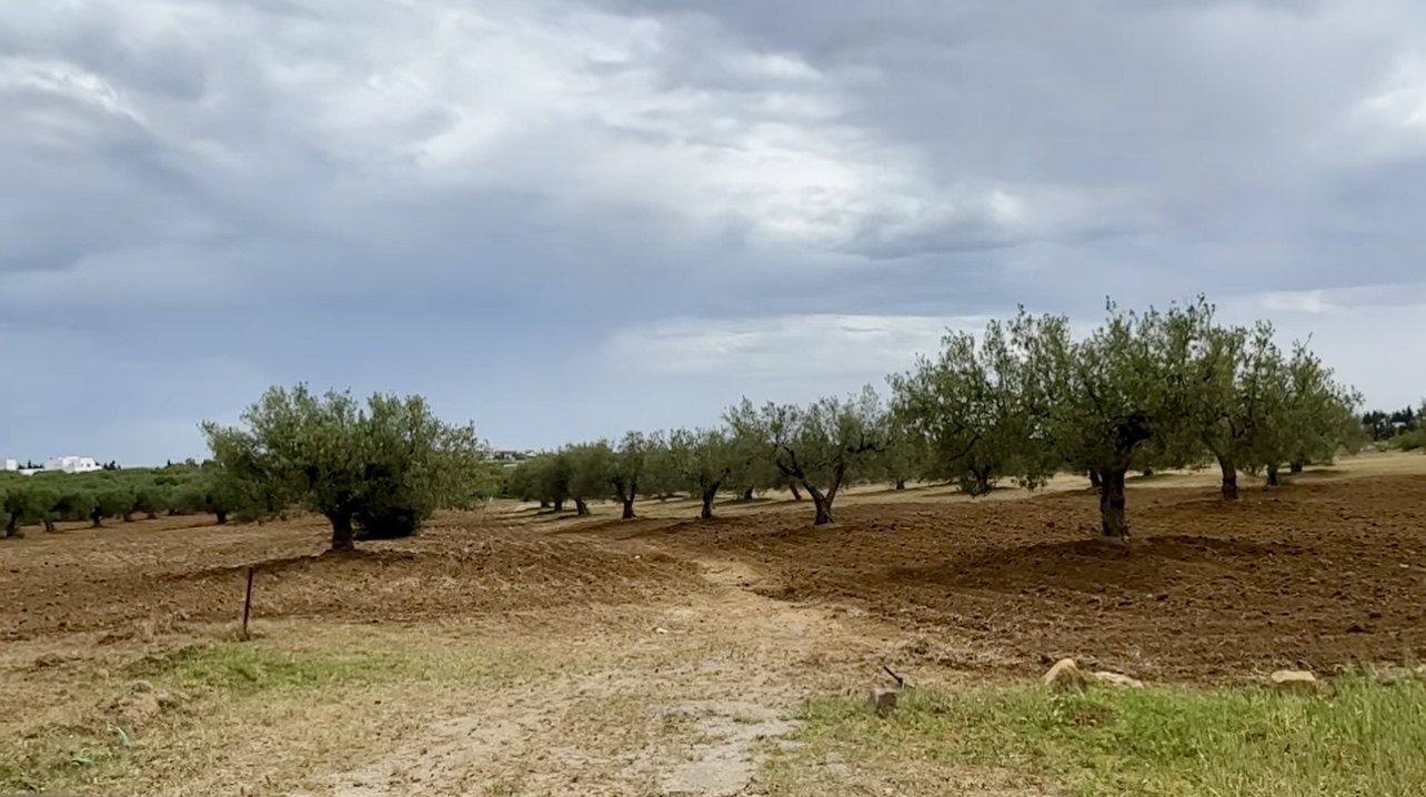 Hammamet Sidi Hmed Terrain Terrain agricole Terrain minchar