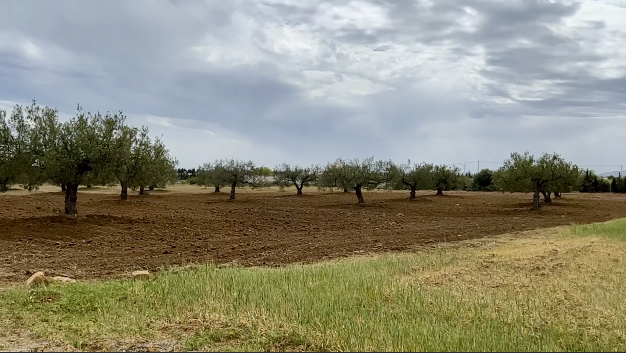Hammamet Sidi Hmed Terrain Terrain agricole Terrain minchar