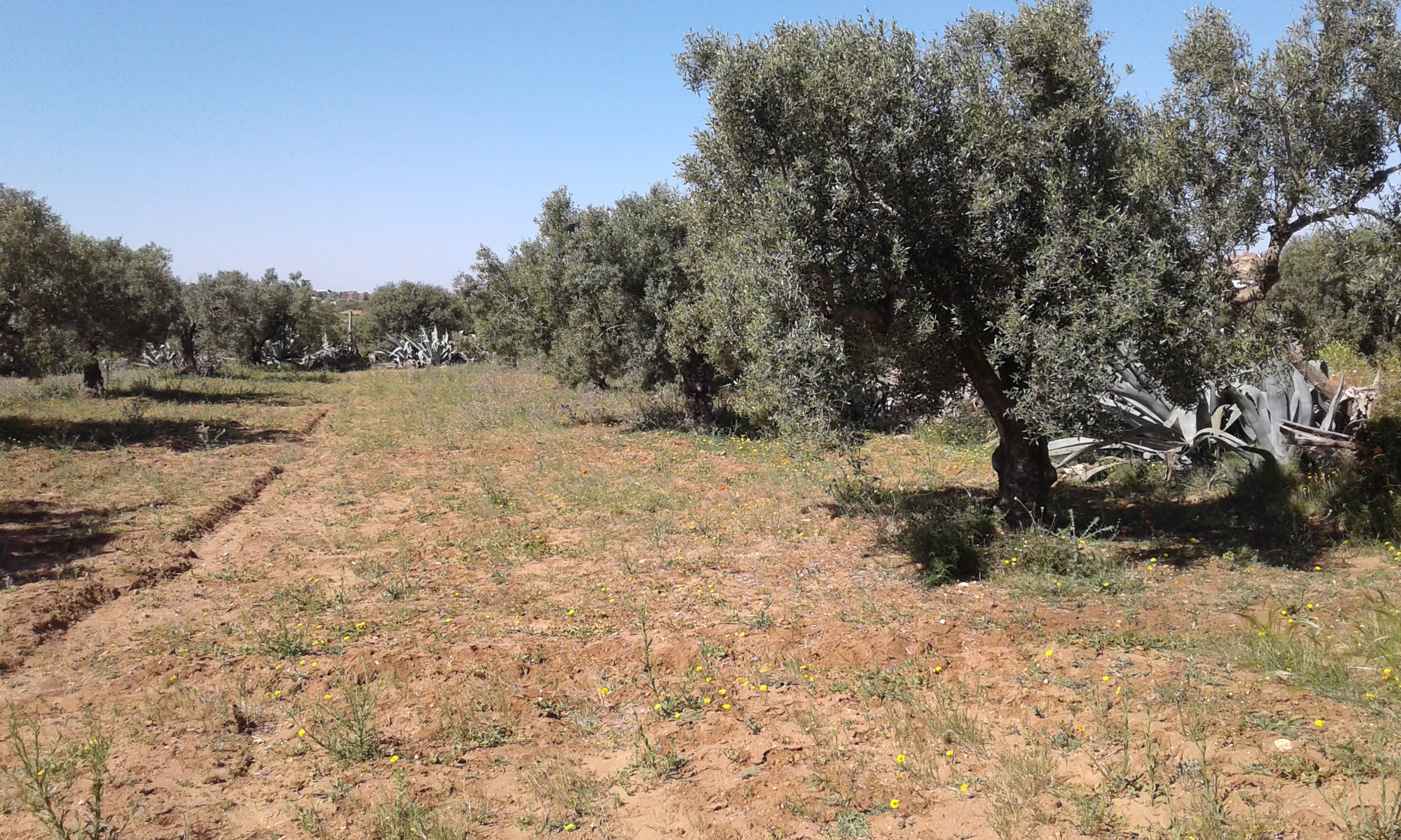 Hammamet Sidi Hmed Terrain Terrain agricole Terrain   sidi hammed  4070 mc 30 oliviers