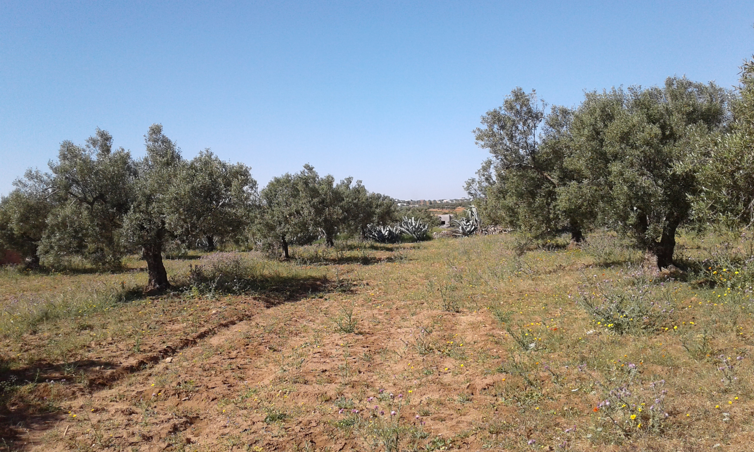Hammamet Sidi Hmed Terrain Terrain agricole Terrain   sidi hammed  4070 mc 30 oliviers