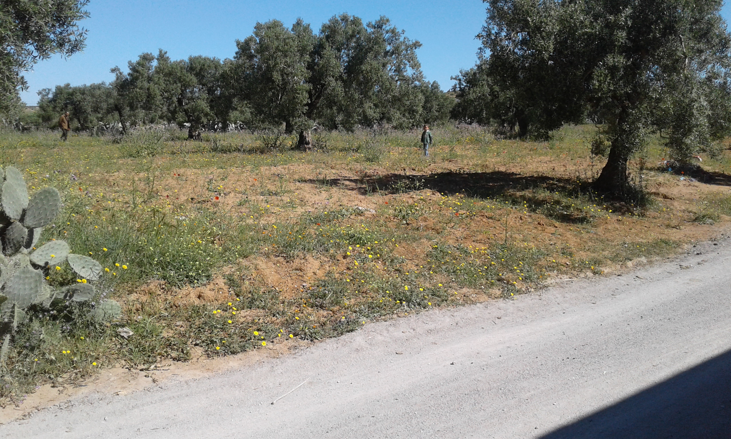 Hammamet Sidi Hmed Terrain Terrain agricole Terrain   sidi hammed  4070 mc 30 oliviers