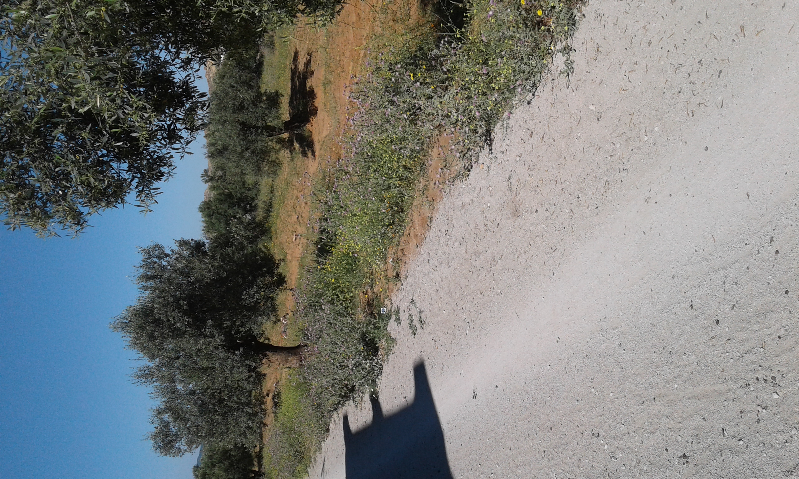 Hammamet Sidi Hmed Terrain Terrain agricole Terrain   sidi hammed  4070 mc 30 oliviers