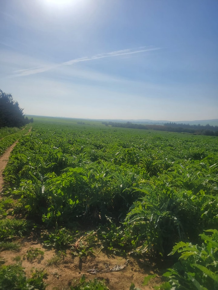 Utique Ain Ghelal Vente Autre Terrain agricole