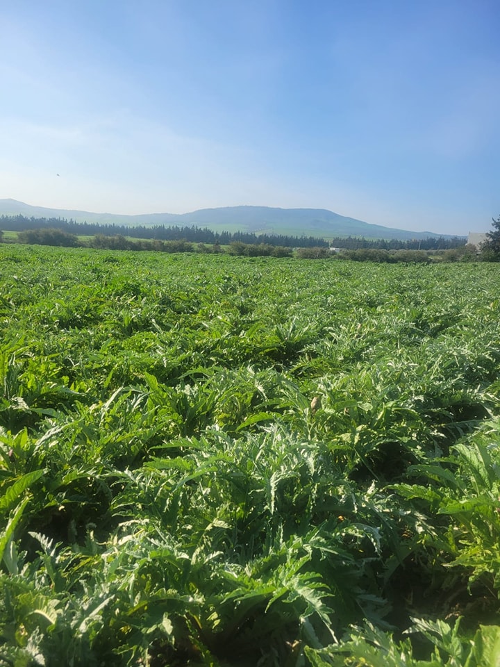 Utique Ain Ghelal Vente Autre Terrain agricole
