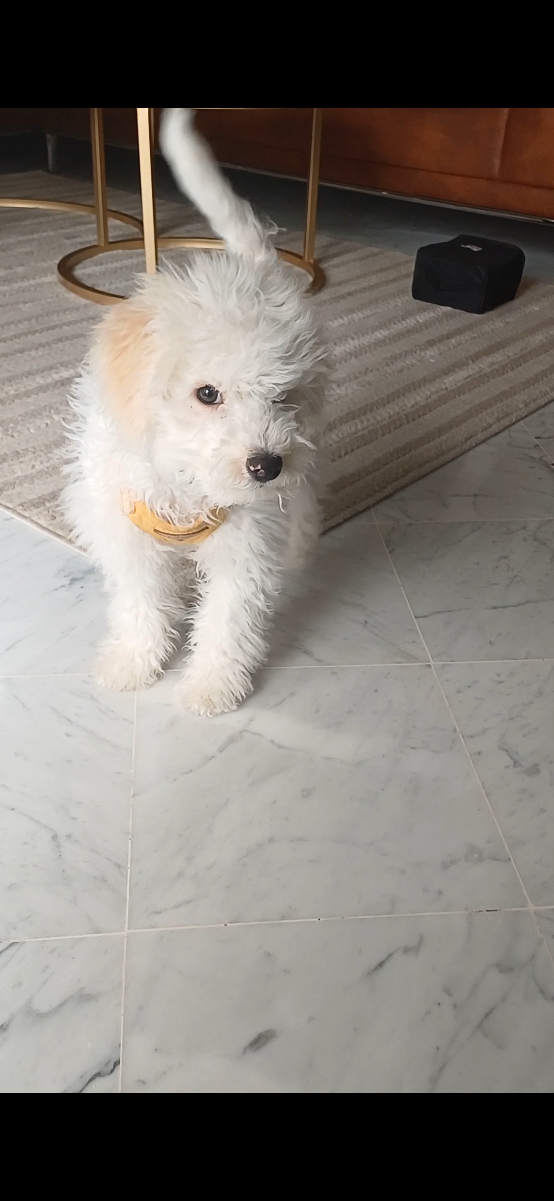 Ariana Ville Cite Ennasr 2 Chiens Autre Bichon havanais male