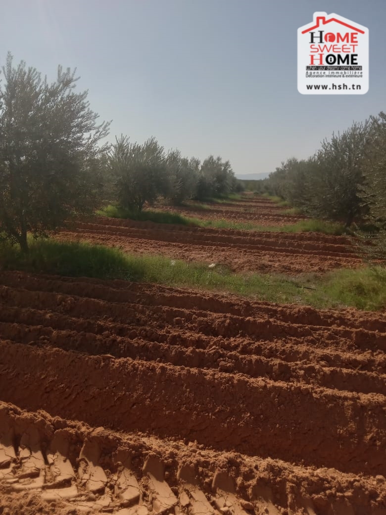 Gafsa Nord Echabiba Terrain Terrain agricole Terrain agricole aiinabi  gafsa