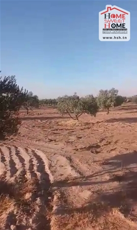 Kasserine Nord Kasserine Terrain Terrain agricole Terrain agricole  kasserine