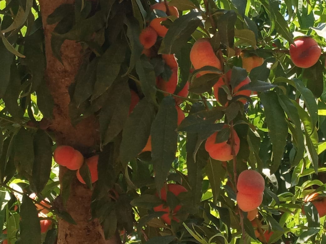 Mornag Jebel Ersass Terrain Terrain agricole Morneg jbel erssas vnt terr 14000m2