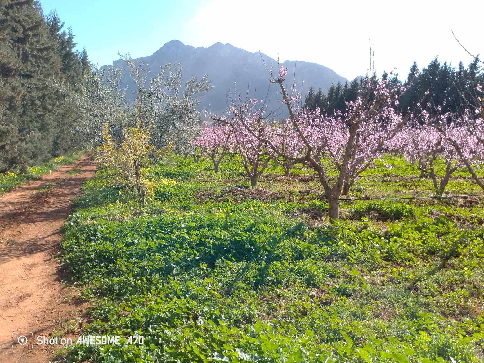 Mornag Jebel Ersass Terrain Terrain agricole Morneg jbel erssas vnt terr 14000m2