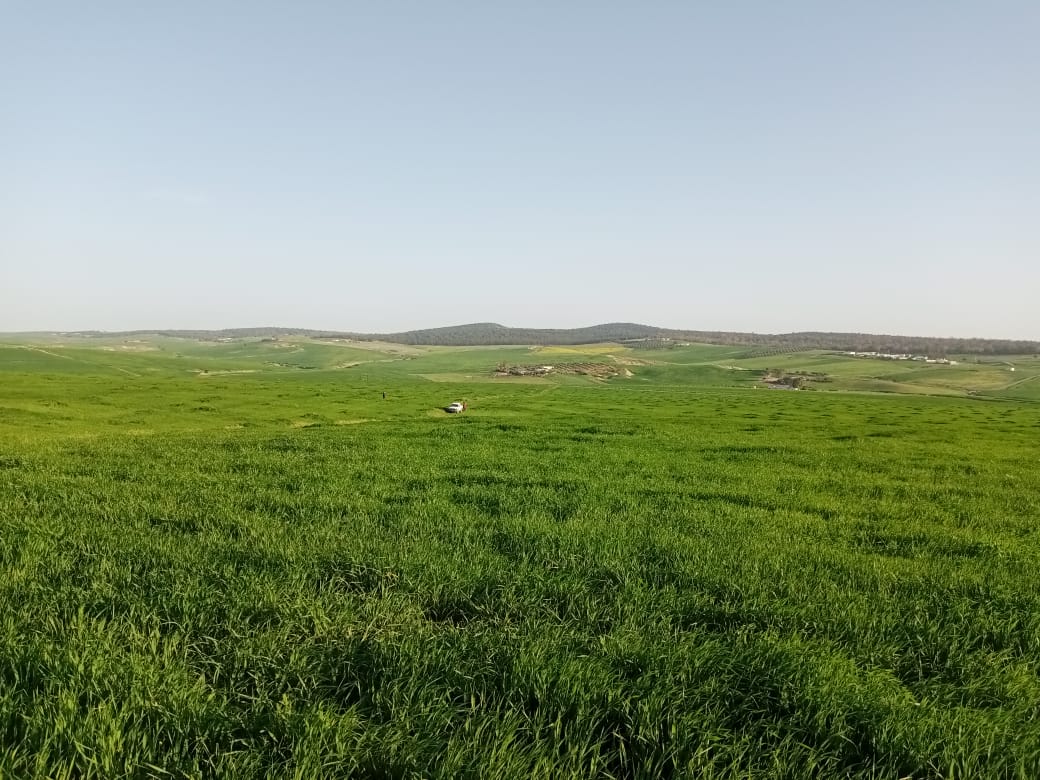 Le Kef Est Le Kef Terrain Terrain agricole 180 hectares el kef