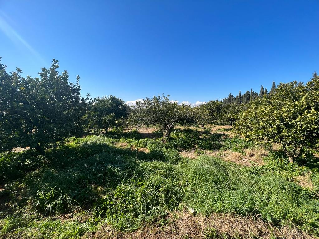 Soliman Cherifate Terrain Terrain agricole Ferme en pleine activit  soliman