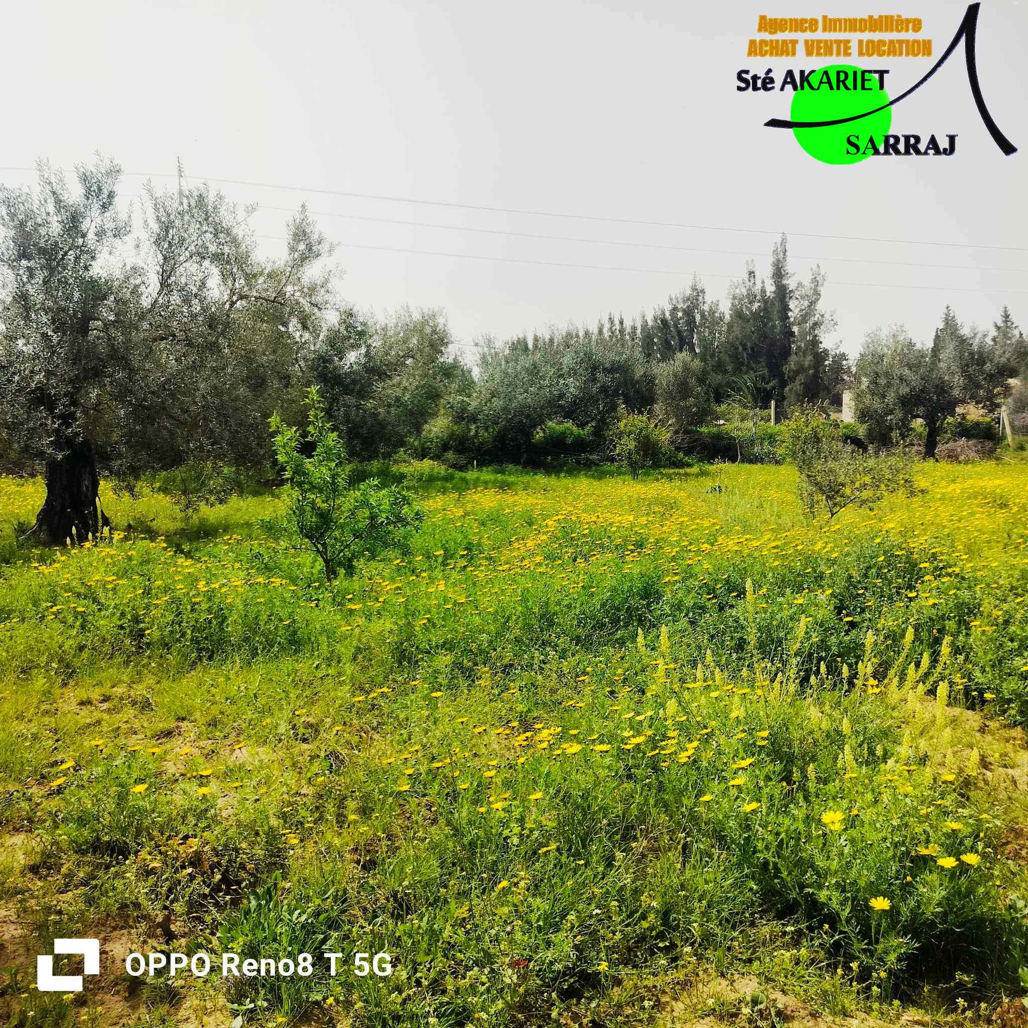 Sidi Bou Ali Sidi Bou Ali Terrain Terrain agricole Senia 3000m prs de dar zitouna  sidi bouali