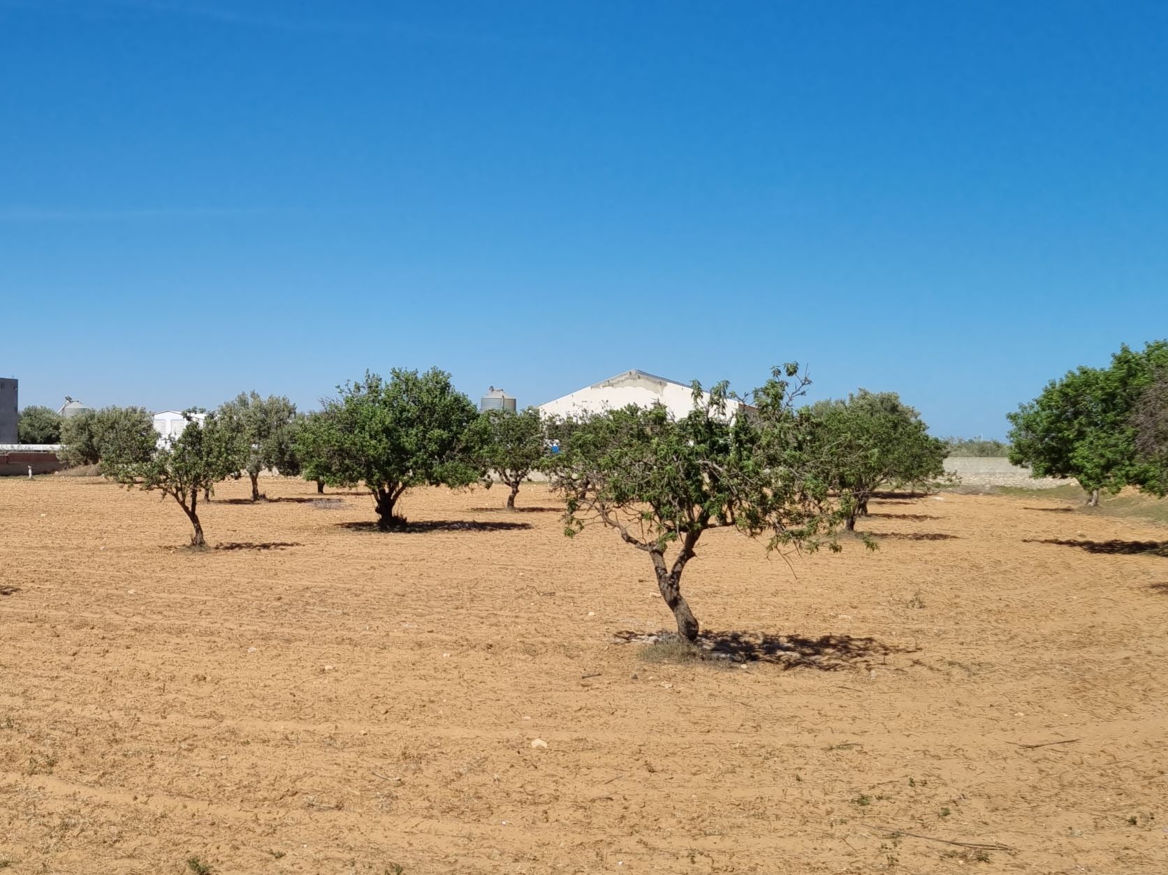 Sakiet Eddaier Sakiet Eddaier Terrain Terrain agricole Terrain sur route mahdia km 14