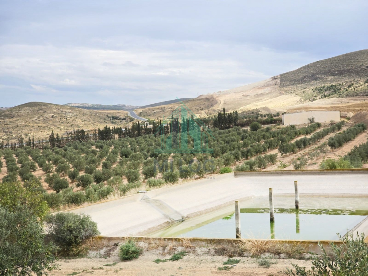 Zaghouan Zaghouan Terrain Terrain agricole Ferme de 18 hectares  zaghouan