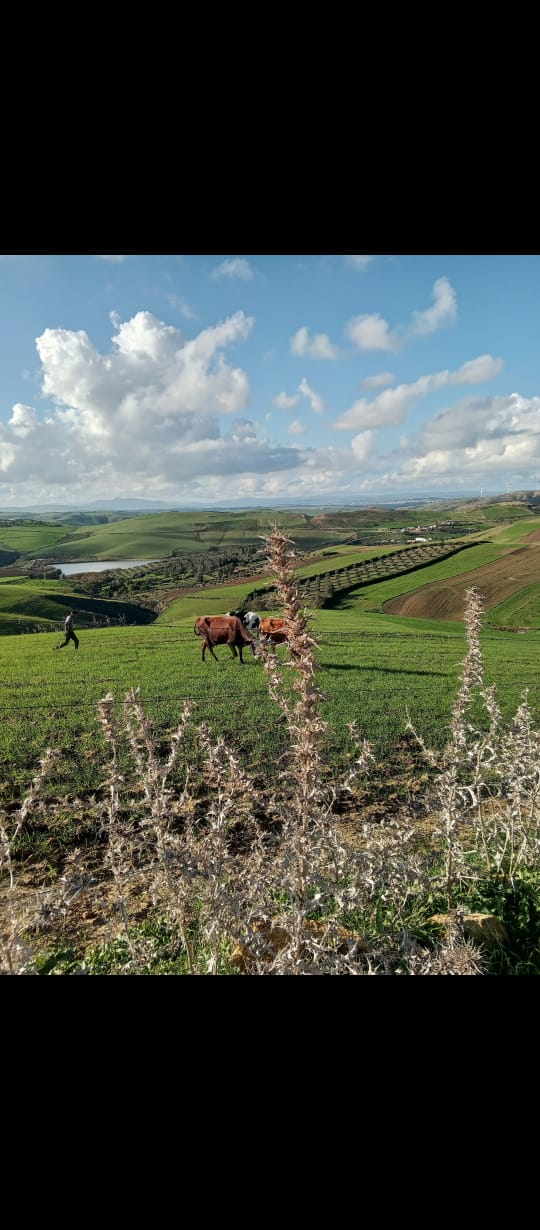 Utique El Besbassia Terrain Terrain agricole Terrain agricole  bizerte utique