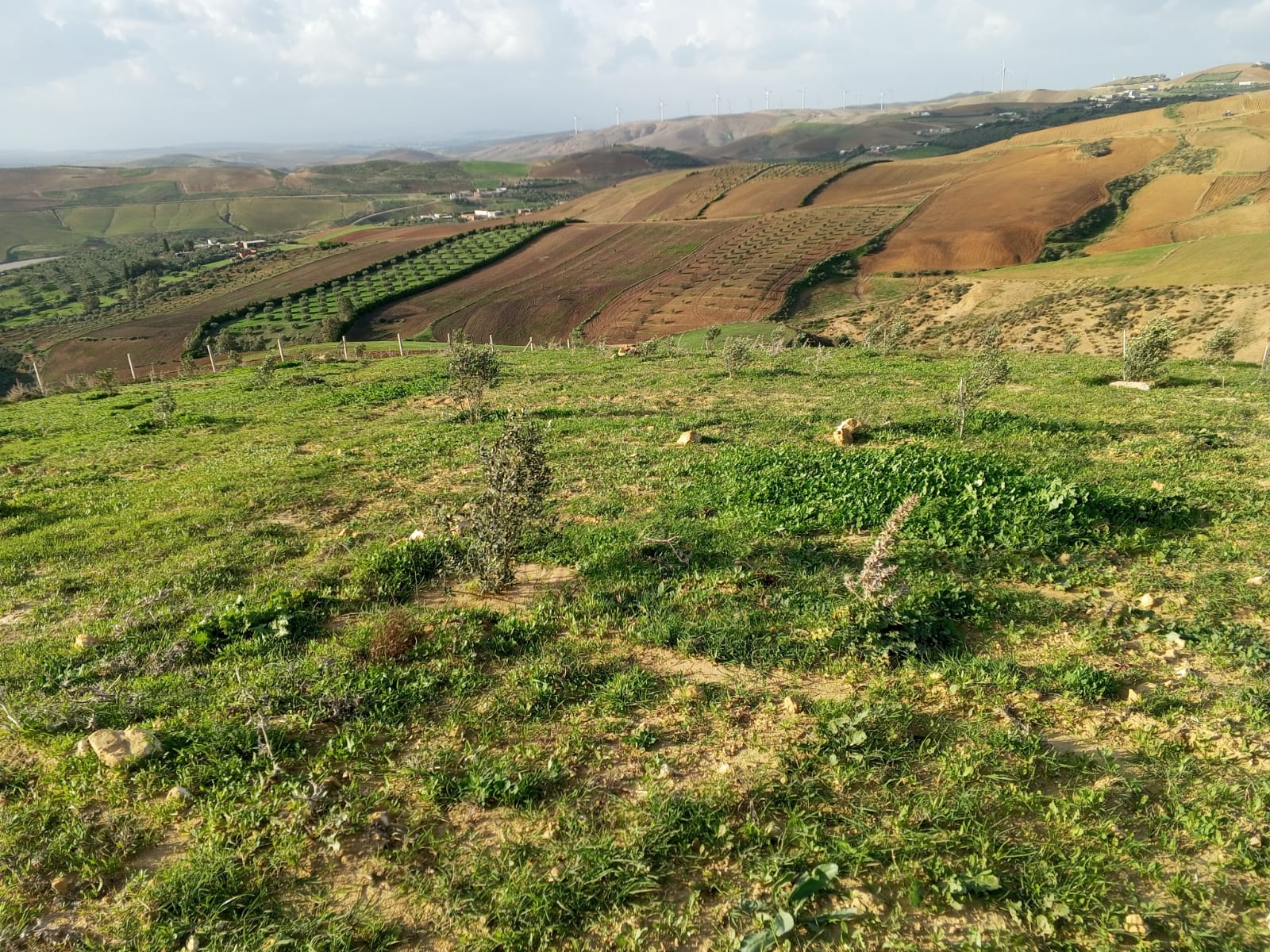 Utique El Besbassia Terrain Terrain agricole Terrain agricole  bizerte utique