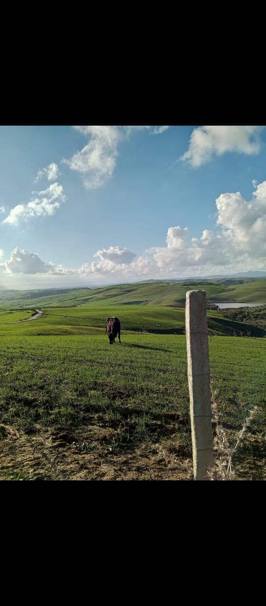 Utique El Besbassia Terrain Terrain agricole Terrain agricole  bizerte utique