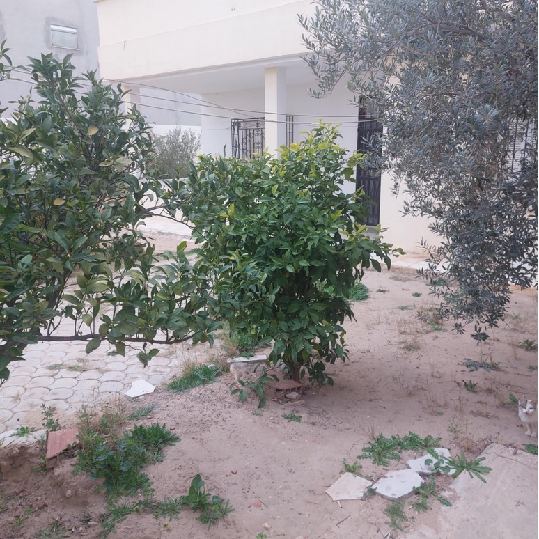 Kasserine Nord Kasserine Vente Maisons Une villa  bien situe  kasserine