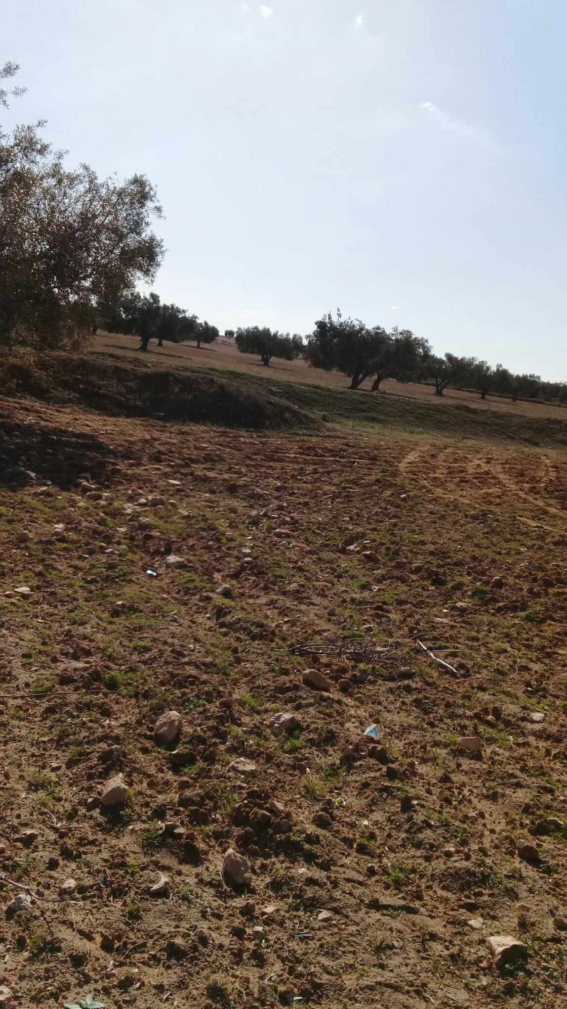 Sidi Alouene Oued Beja Terrain Terrain agricole Occasion  ne pas rater terrain agricole