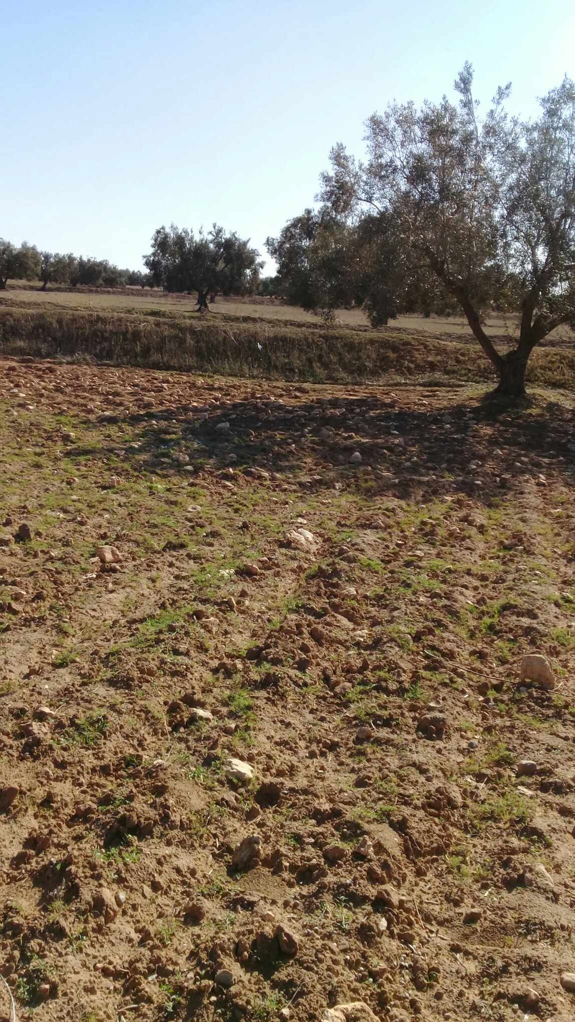 Sidi Alouene Oued Beja Terrain Terrain agricole Occasion  ne pas rater terrain agricole
