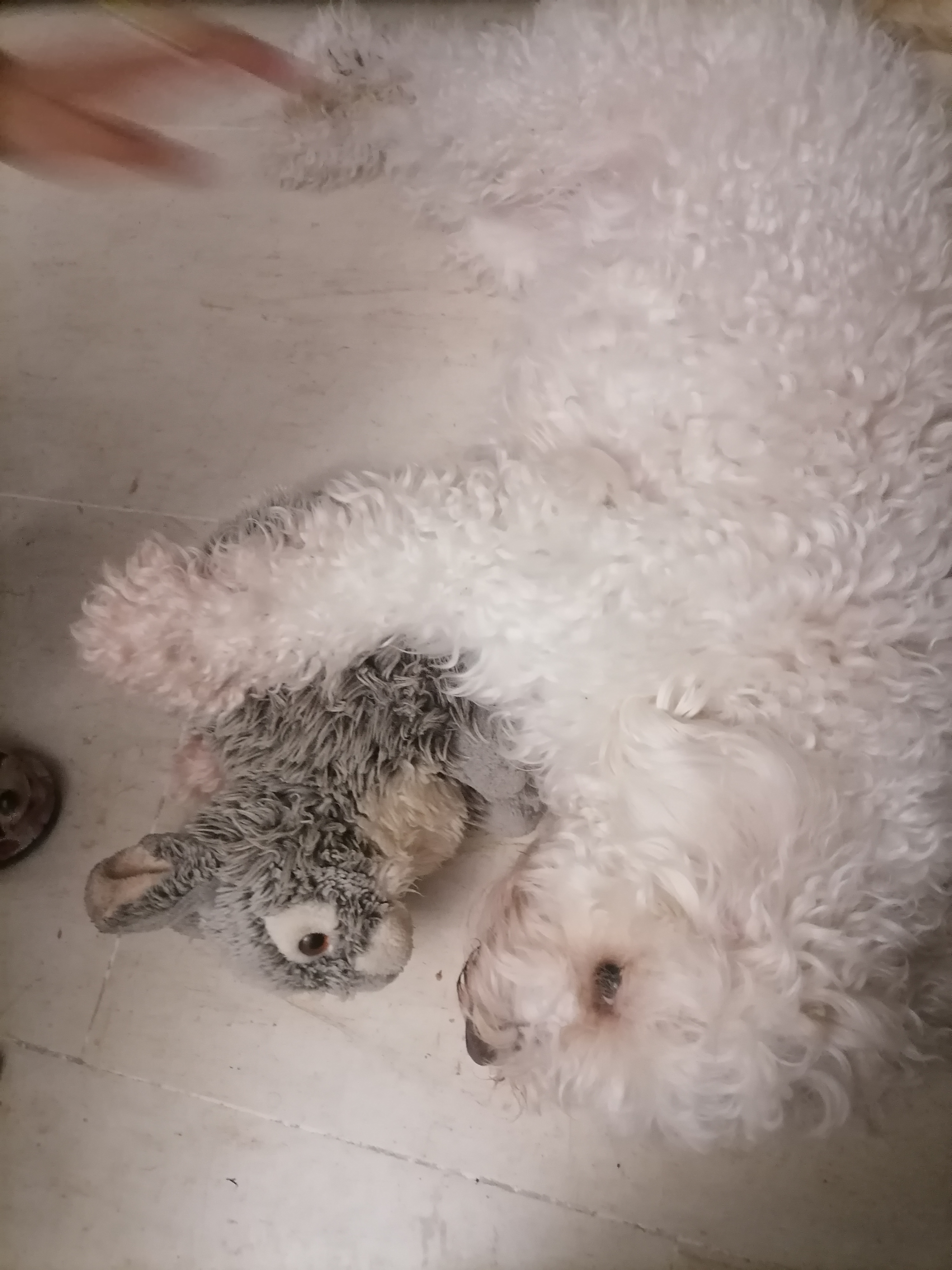 Ariana Ville El Menzah 6 Chiens Autre Chienne caniche bichon maltais de race
