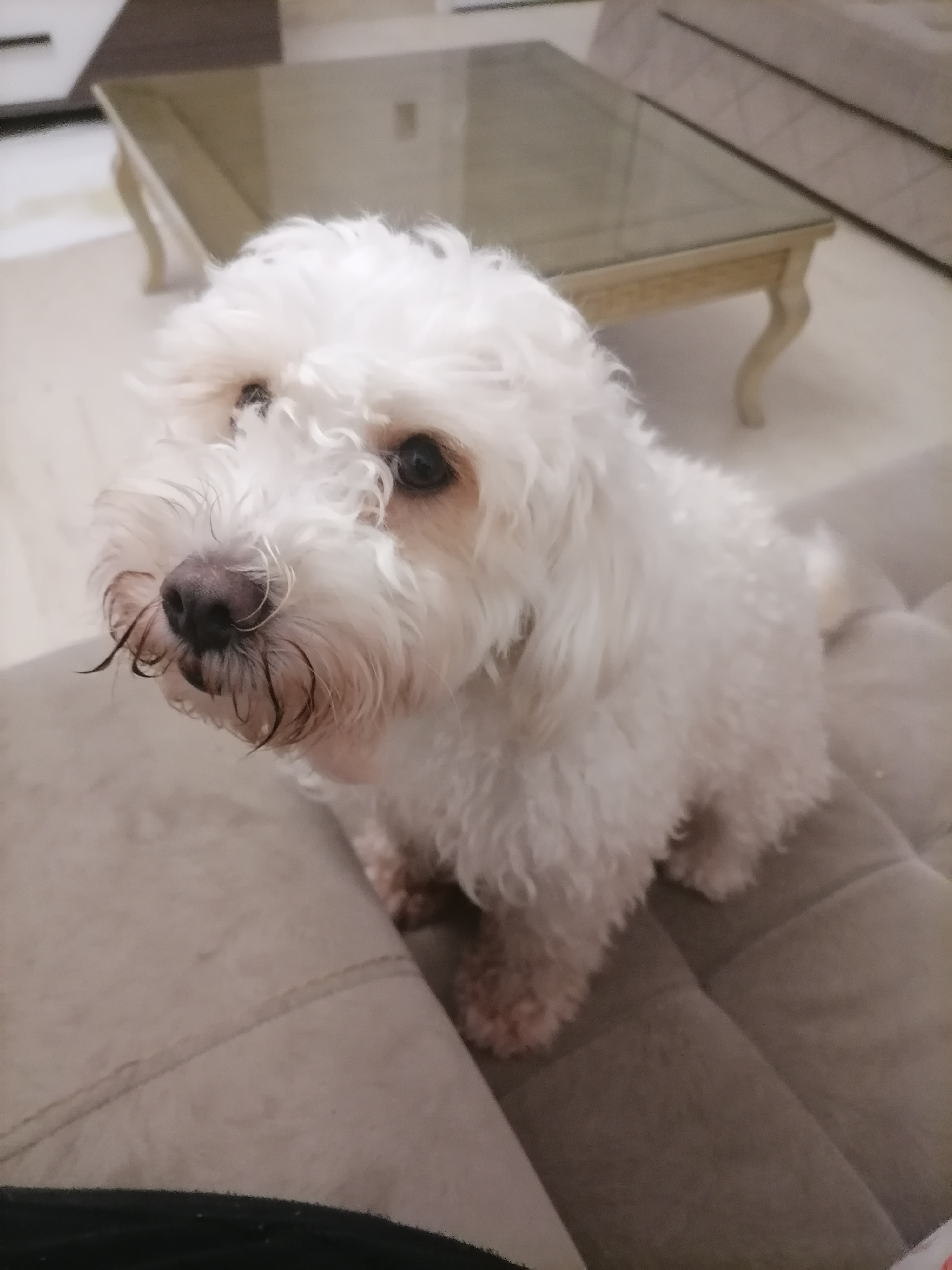 Ariana Ville El Menzah 6 Chiens Autre Chienne caniche bichon maltais de race