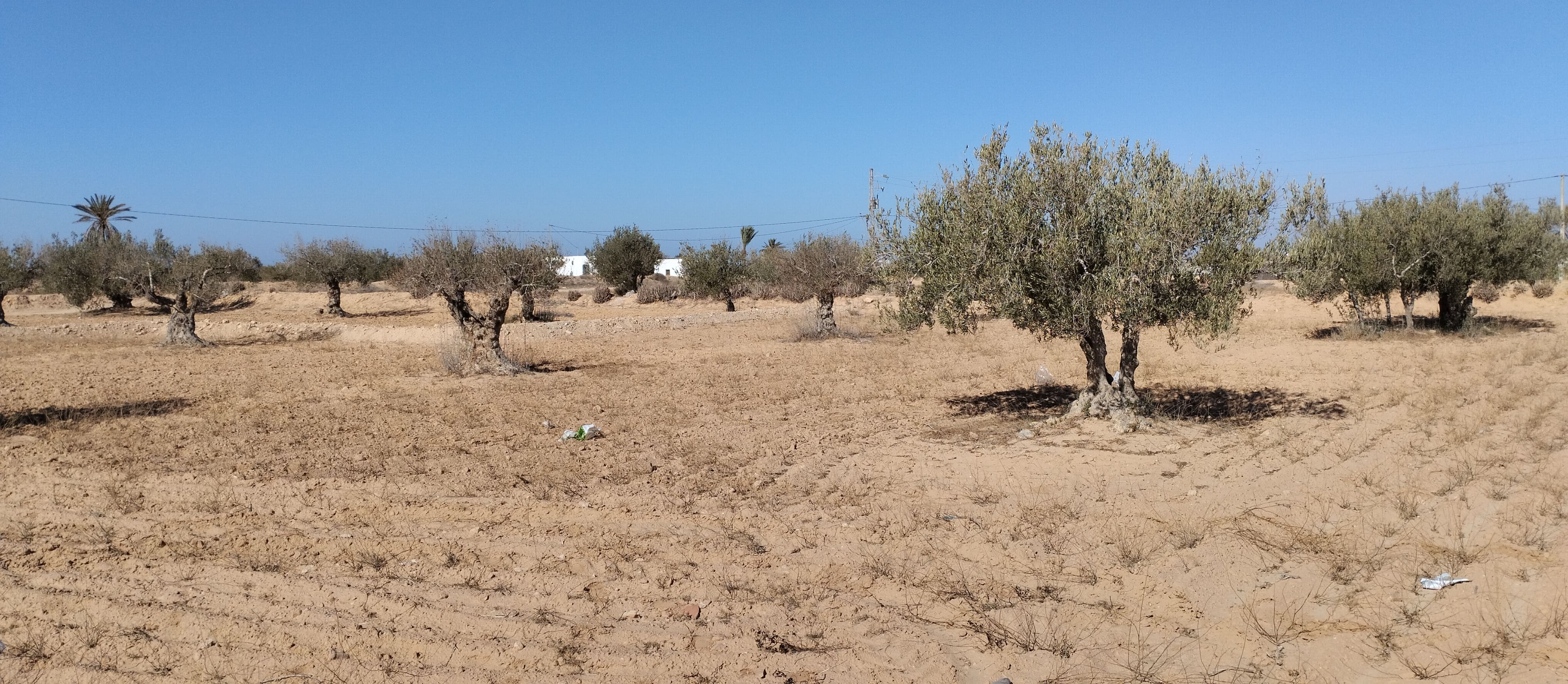 Ajim Jabira Vente Surfaces Terrain 2260 m2  menzel ben hammouda jaabira