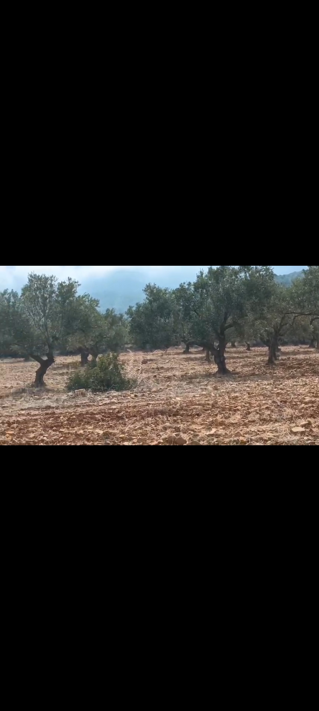 Siliana Sud Sidi Hamada Terrain Terrain agricole Oliveraie occasion  saisir