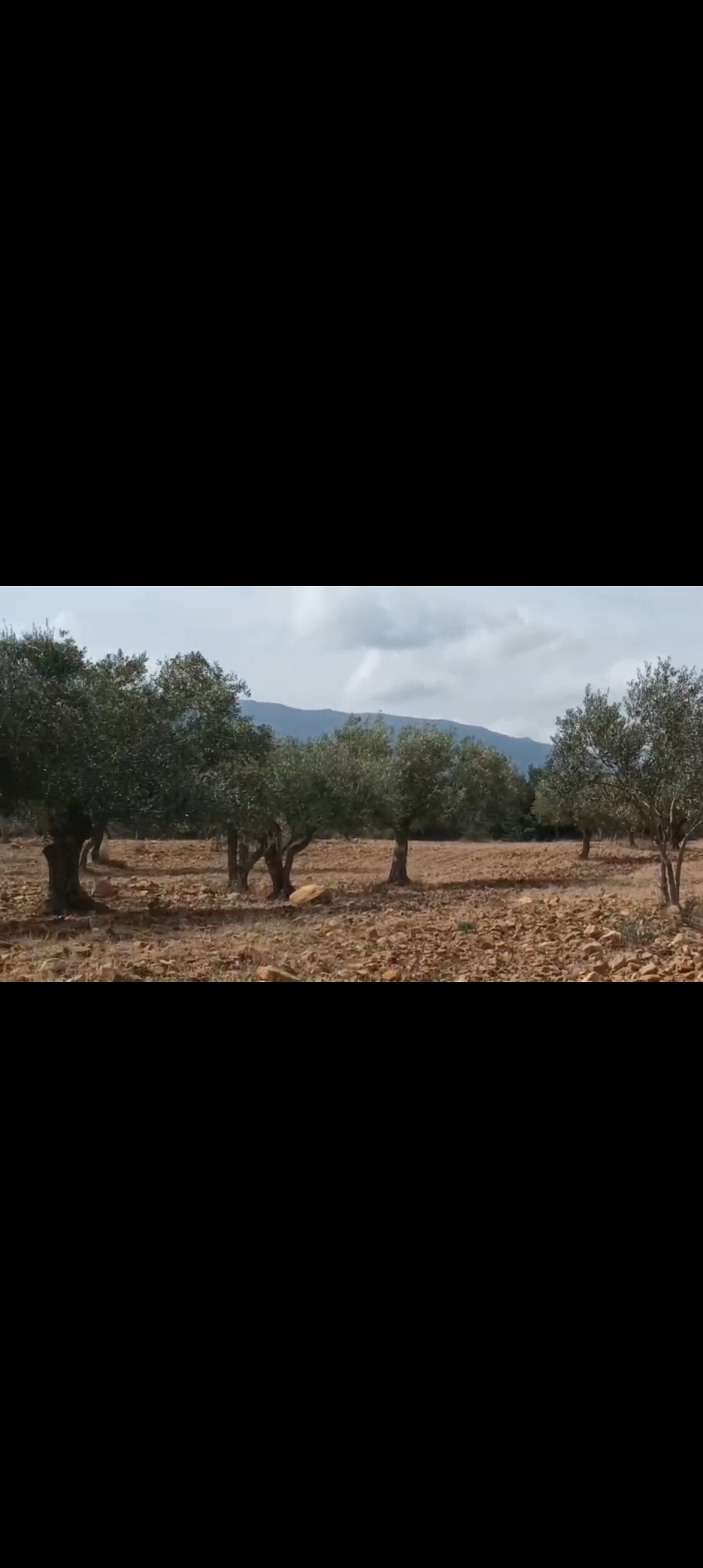Siliana Sud Sidi Hamada Terrain Terrain agricole Oliveraie occasion  saisir