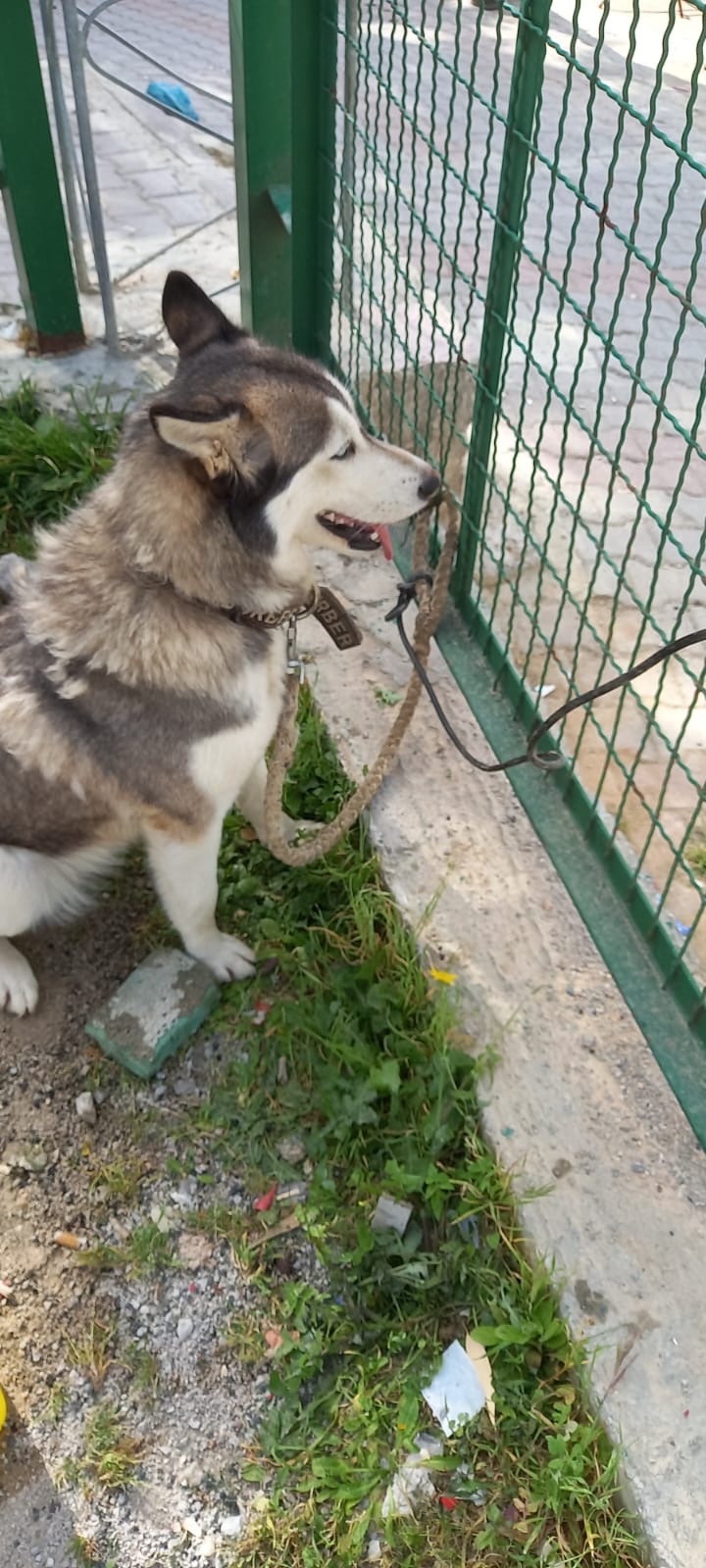 Ariana Ville El Menzah 8 Chiens Autre Chien husky femelle