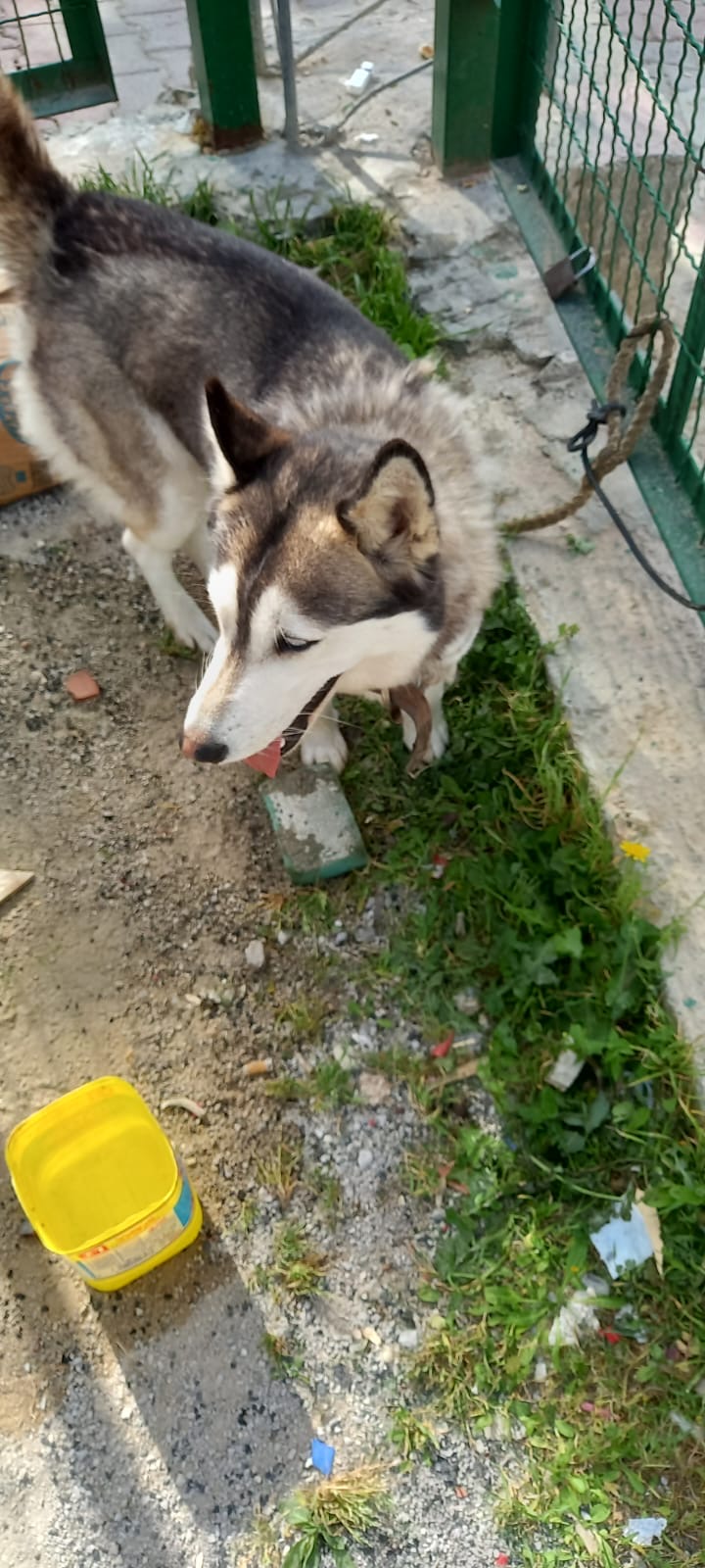 Ariana Ville El Menzah 8 Chiens Autre Chien husky femelle