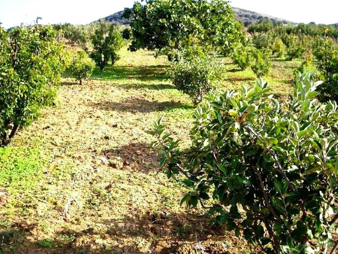 Ras Jebel Rafraf Terrain Terrain agricole Terrain 5300 m2 a rafraf