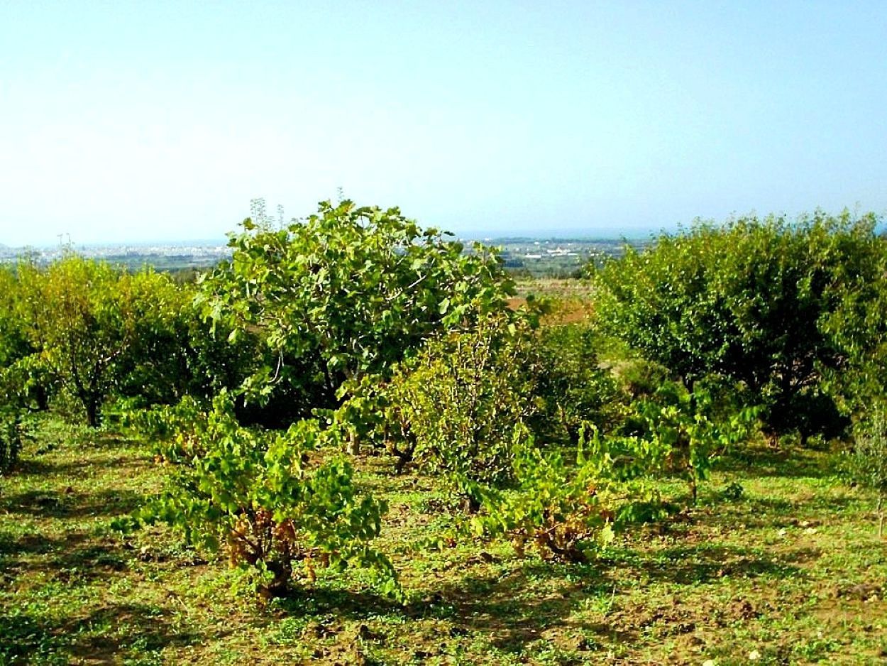 Ras Jebel Rafraf Terrain Terrain agricole Terrain 5300 m2 a rafraf