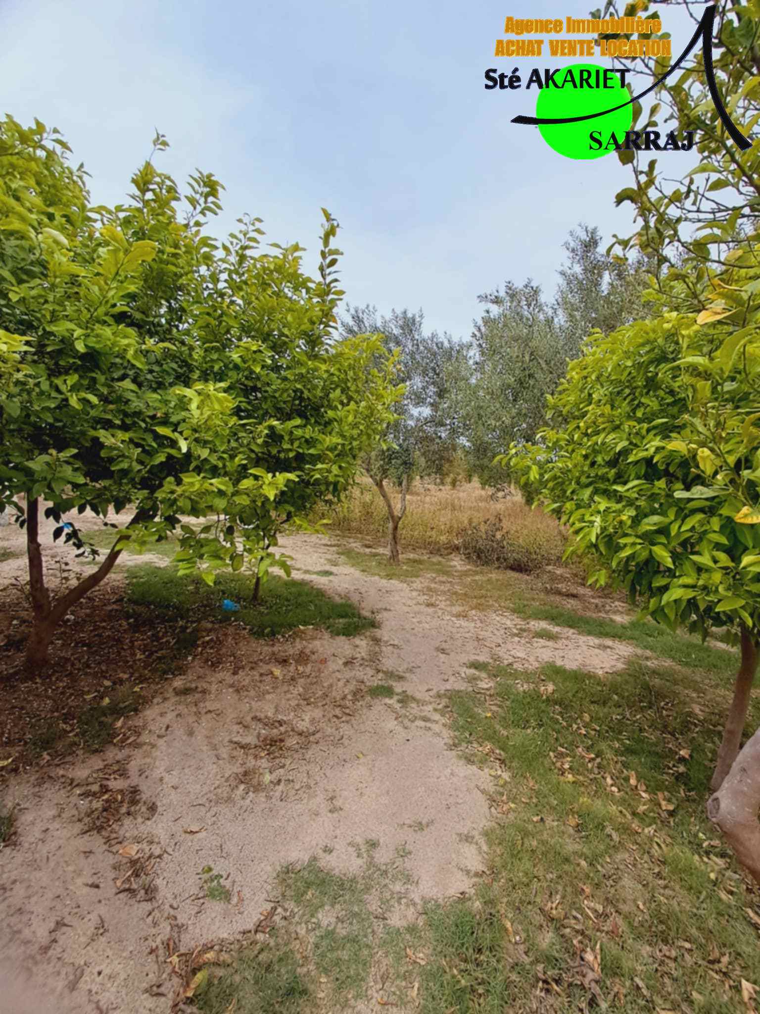Kalaa El Kebira Belaoum Terrain Terrain agricole Senia clotur 2 hectares et 5000m  kalaa kebira