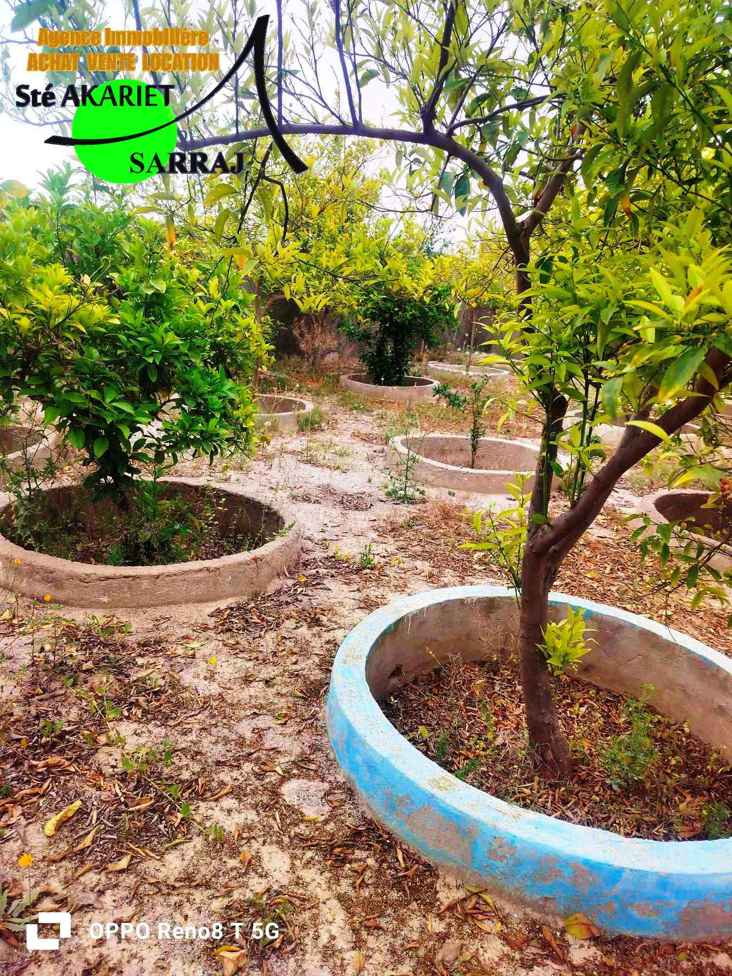 Kalaa El Kebira Belaoum Terrain Terrain agricole Senia clotur 2 hectares et 5000m  kalaa kebira