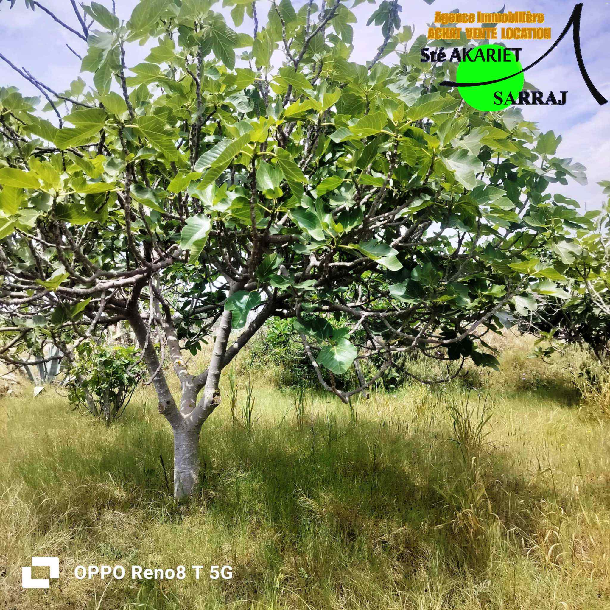 Kalaa El Kebira Kalaa El Kebira Terrain Terrain agricole Terrain agricole cltur 800m  kalaa kebira