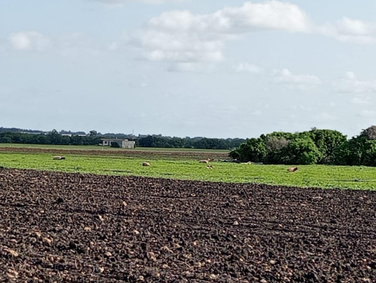 El Haouaria El Kedoua Terrain Terrain agricole 2000m2 seuelement a 45000 dt