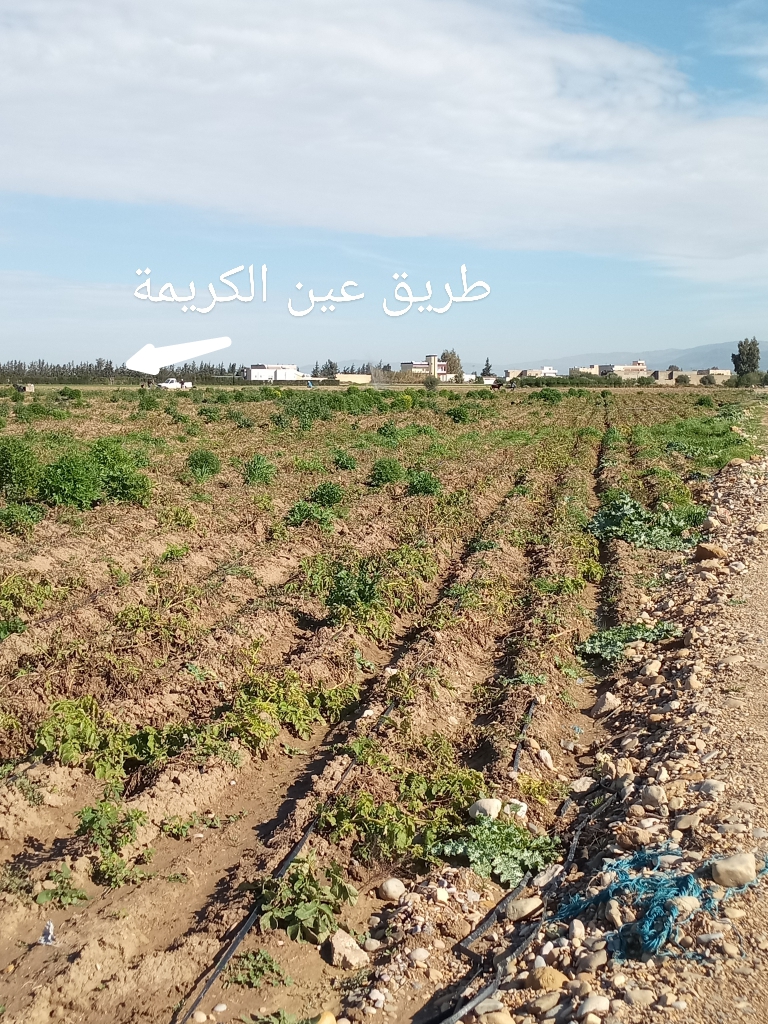 Jendouba Jendouba Terrain Terrain agricole Terrain tout prs de la ville